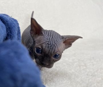 スフィンクス【東京都・男の子・2021年4月10日・ブラック】の写真「黒猫くんです！」