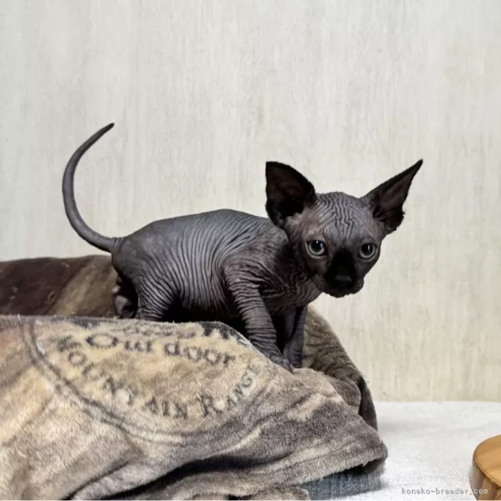 ID:2503-01727の子猫