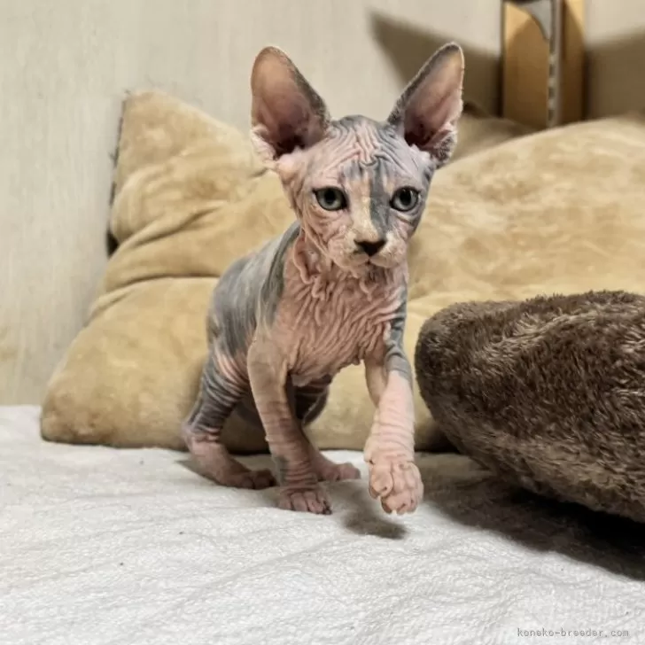 ID:2503-01725の子猫