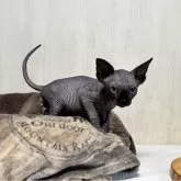 スフィンクス