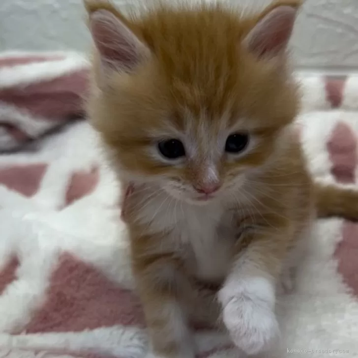 ID:2405-01036の子猫