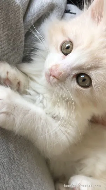 ID:2111-01610の子猫