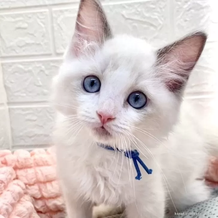 ID:2410-00335の子猫