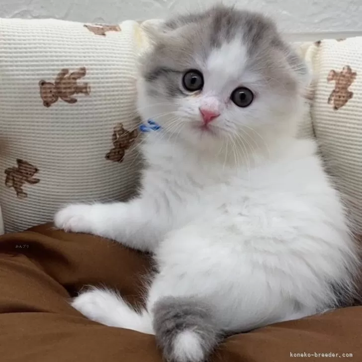 ID：2410-03341の子猫