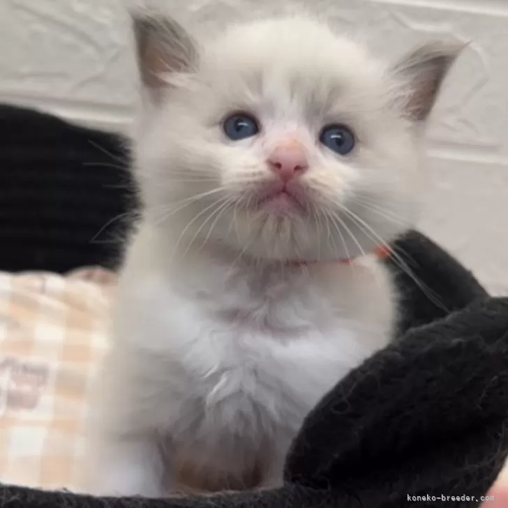 ID:2410-00338の子猫
