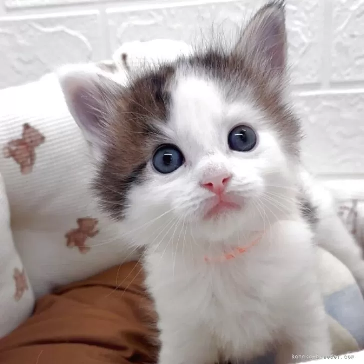 ID:2504-01539の子猫