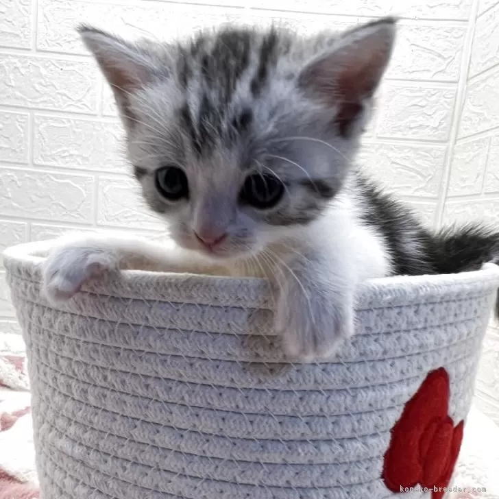 H.M 様のお迎えした子猫