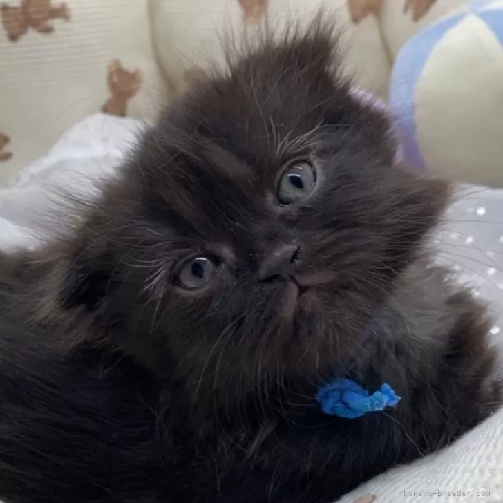 ID:2501-00921の子猫