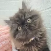 フォールデックス