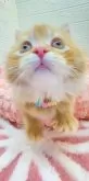 スコティッシュフォールド(立ち耳)【埼玉県・男の子・2024年12月7日・レッドタビー】の写真6