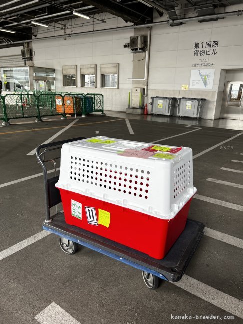 海外から独自に輸入を開始しました🛩️｜松下　千春(まつした　ちはる)ブリーダー(鹿児島県・ミヌエットなど・ICC登録)の紹介写真10