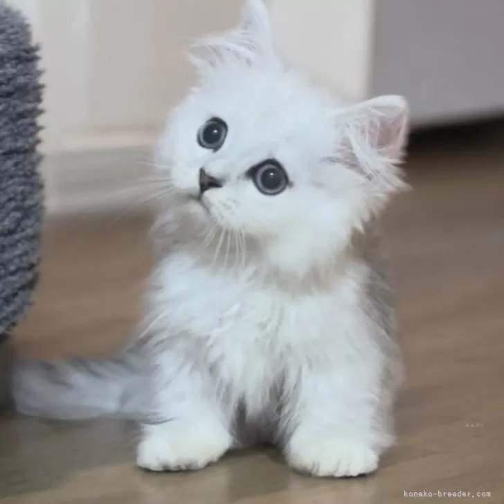 ID:2406-01876の子猫