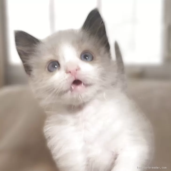 ID:2504-00209の子猫