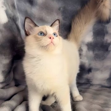 ラグドール【鹿児島県・男の子・2025年6月22日・シールポイントバイカラー(ロング)】の写真「📷✨10/29撮影💞煌めくブルーアイ🩵」