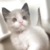 ラグドール