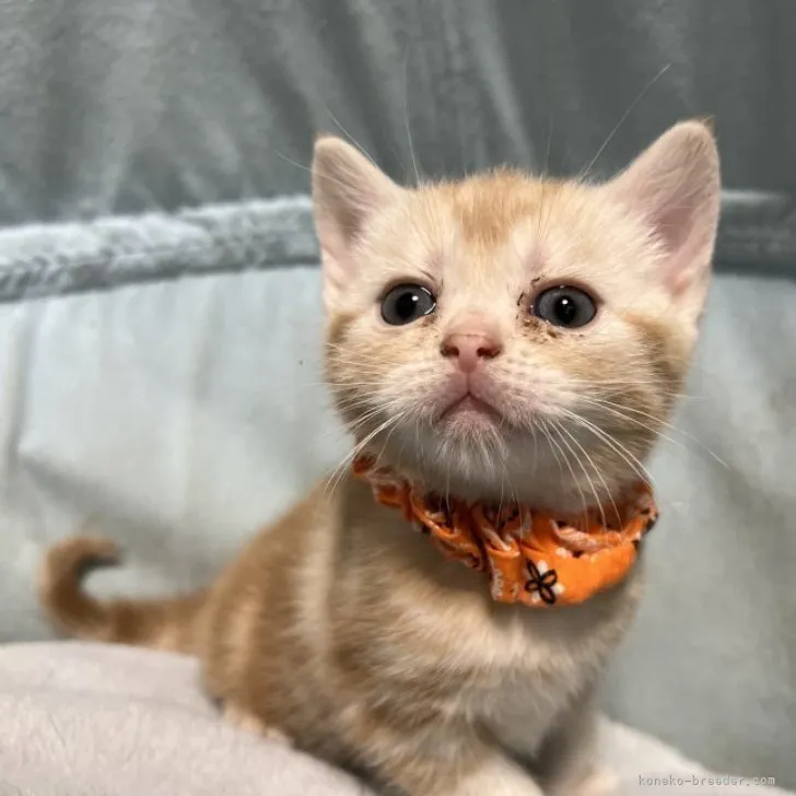 ID：2303-02552の子猫