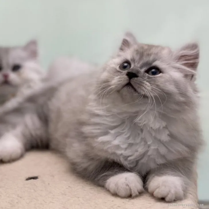 ID:2307-00985の子猫