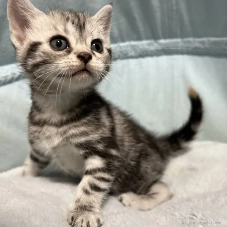 ID:2303-02554の子猫