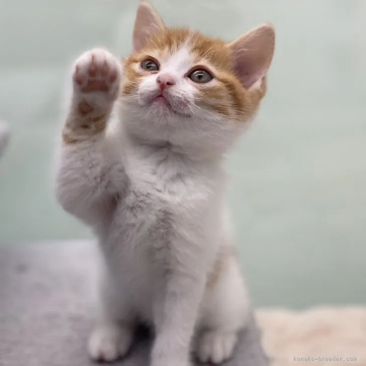 ID:2307-01858の子猫