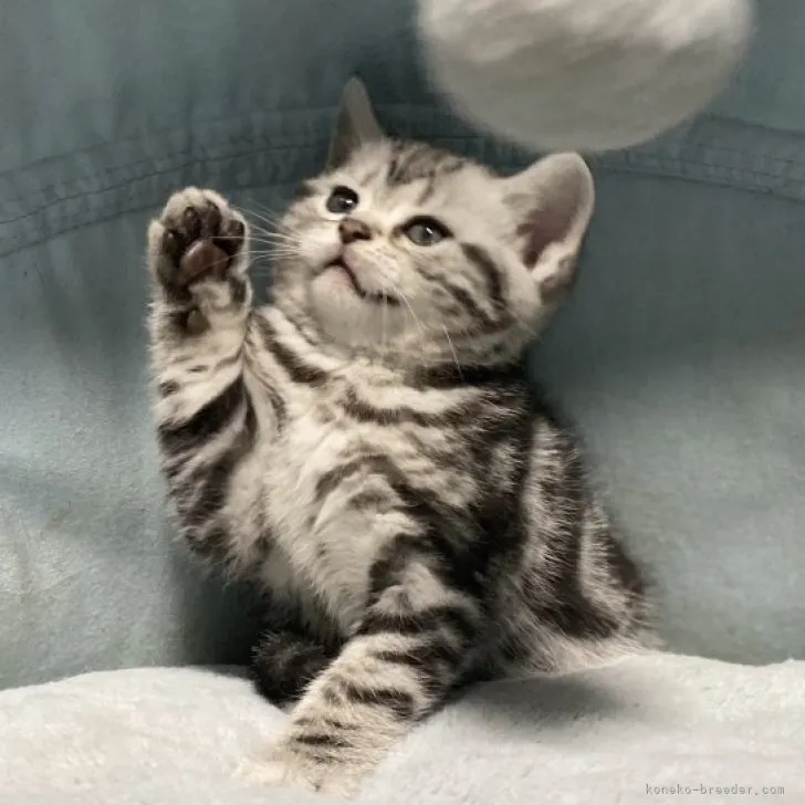 ID:2304-00155の子猫
