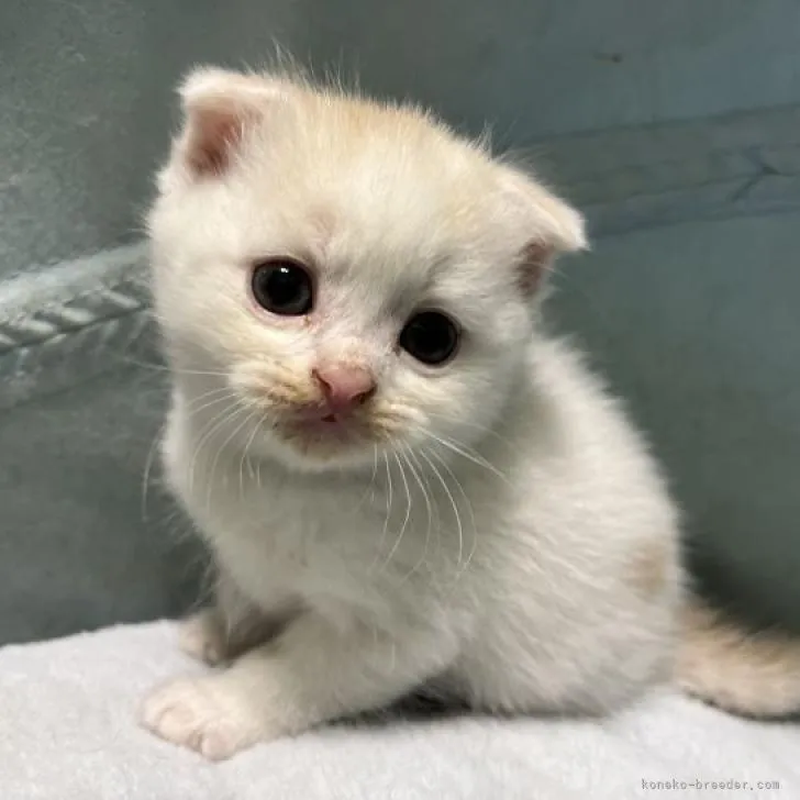 ID:2303-01105の子猫