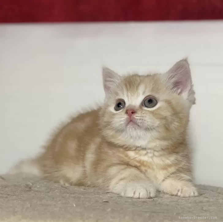 ID：2402-01456の子猫