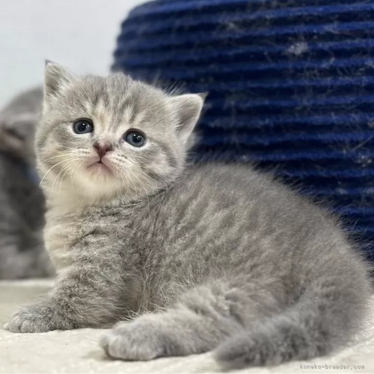 ID:2406-00935の子猫