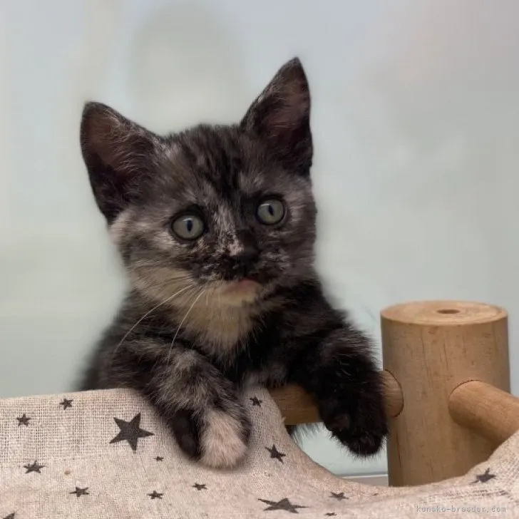 ID:2306-02957の子猫