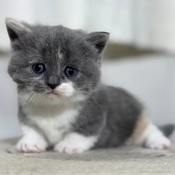 ID:2403-01318の子猫