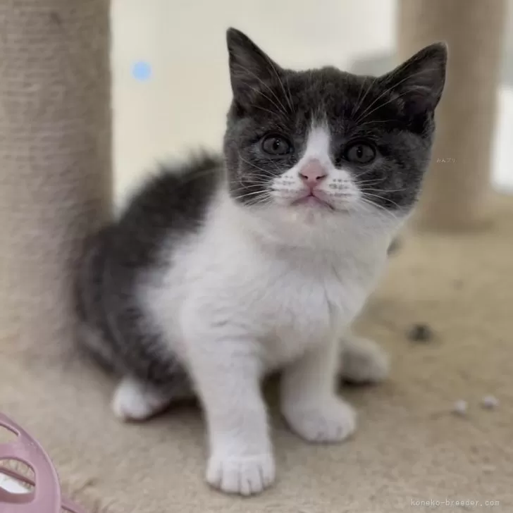ID：2409-02294の子猫