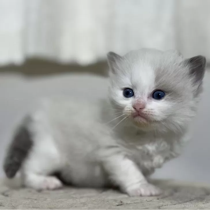 ID:2404-00604の子猫