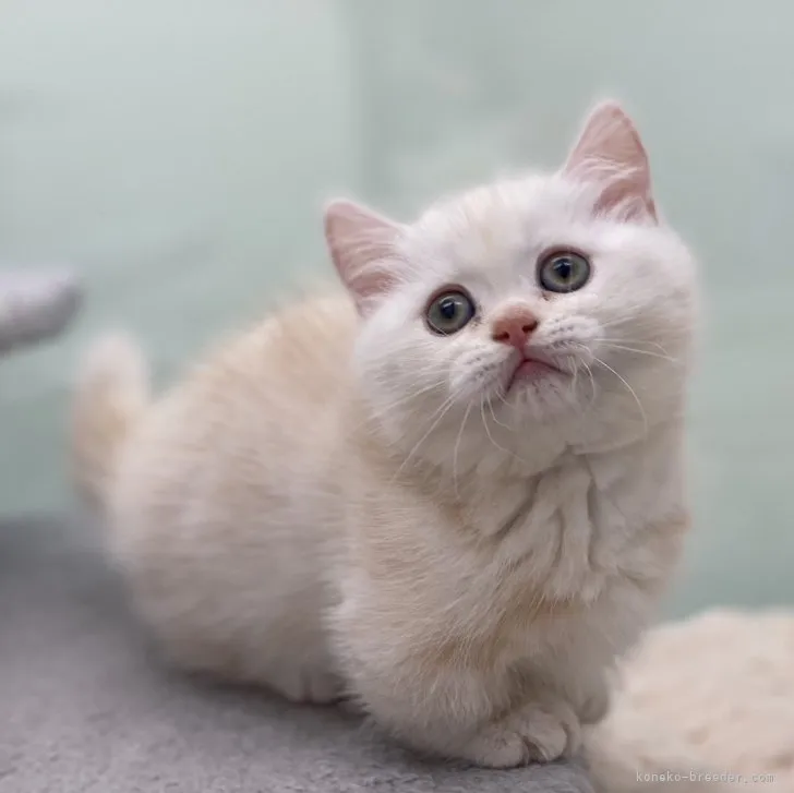 ID:2307-01657の子猫