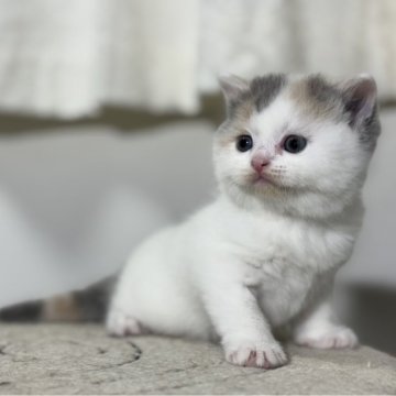 マンチカン(長足)【神奈川県・女の子・2024年2月11日・ダイリュートキャリコ】の写真「ブルーの柄が多めの足長ちゃんですよ♪」