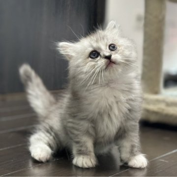 チンチラシルバーのペルシャの子猫を探す｜ブリーダー直販の子猫販売【みんなの子猫ブリーダー】