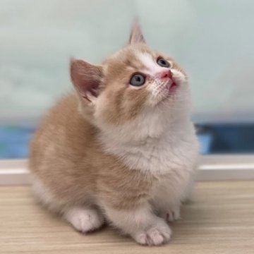 ホワイト系のマンチカンの子猫を探す｜ブリーダー直販の子猫販売