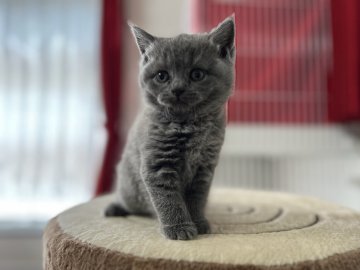 ブリティッシュショートヘア【神奈川県・女の子・2023年6月12日・ブルー】の写真「むちむちボディの女の子💕薄くタビー柄入っていますよ」