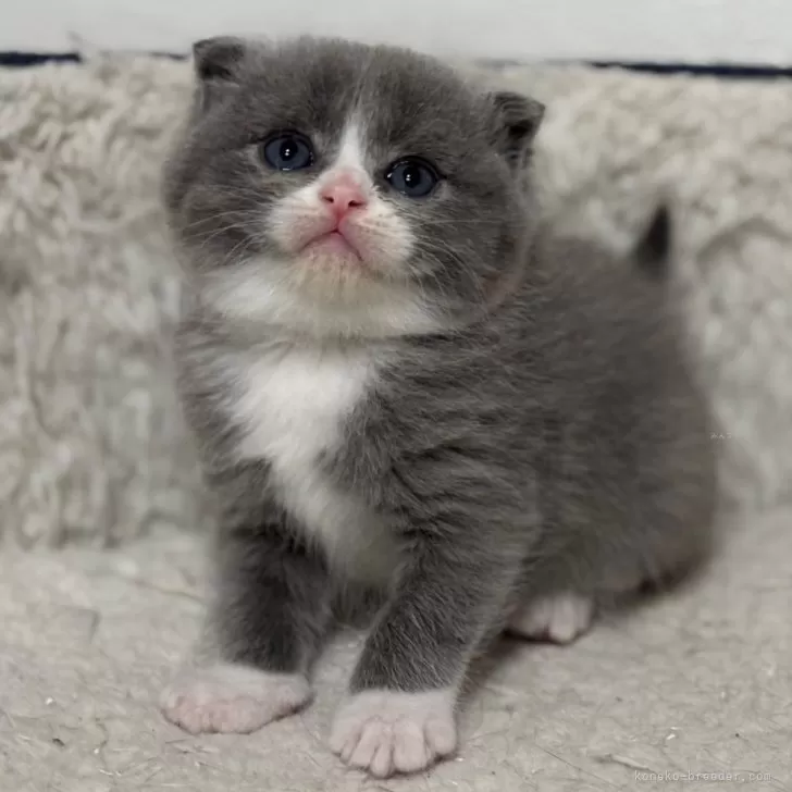 ID:2503-00740の子猫