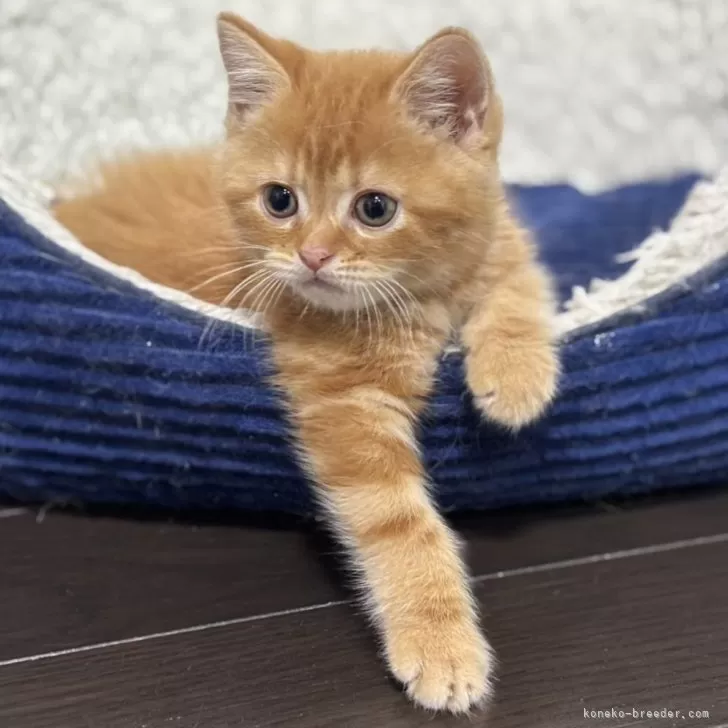 白猫れもん 様のお迎えした子猫