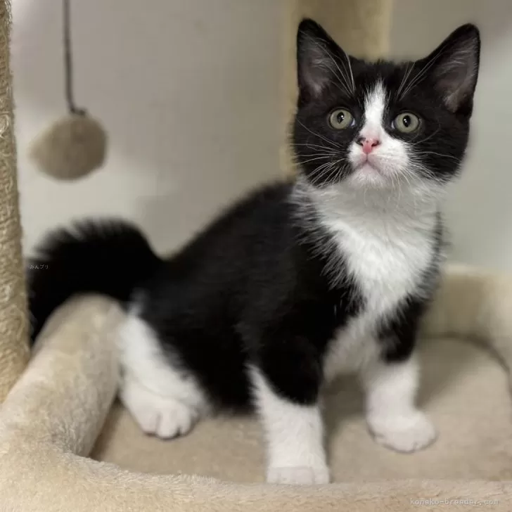 ID:2412-02633の子猫