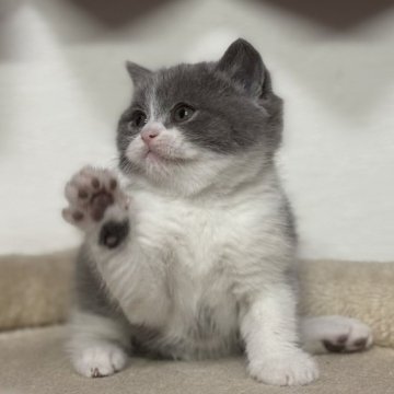 ブリティッシュショートヘア【神奈川県・女の子・2025年2月21日・ブルー&ホワイト】の写真「人気のハチワレ柄の貴重な女の子ですよ💕」