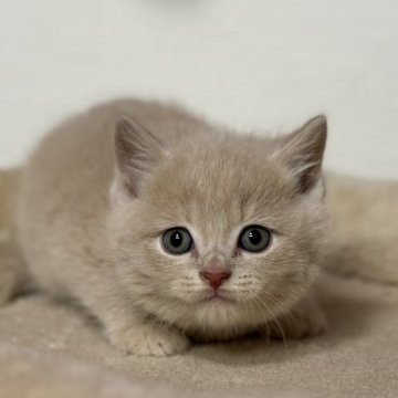 マンチカン(長足)【神奈川県・男の子・2024年11月17日・クリーム】の写真「ブリティッシュの様なまん丸お顔の男の子💕」