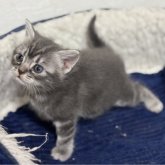 アメリカンショートヘア