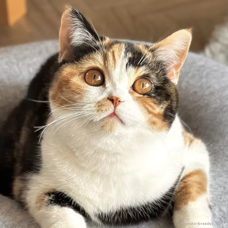 ID:2503-02288の子猫