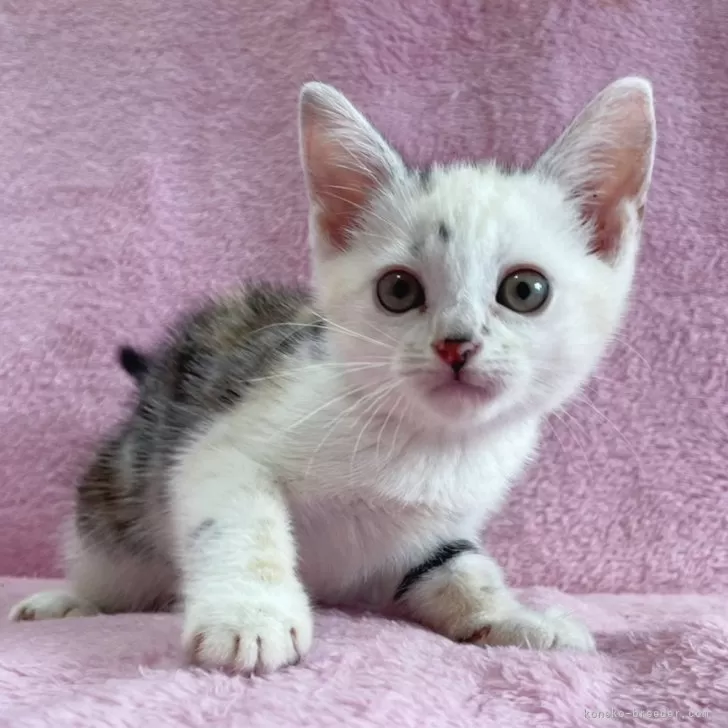 ID:2406-01119の子猫
