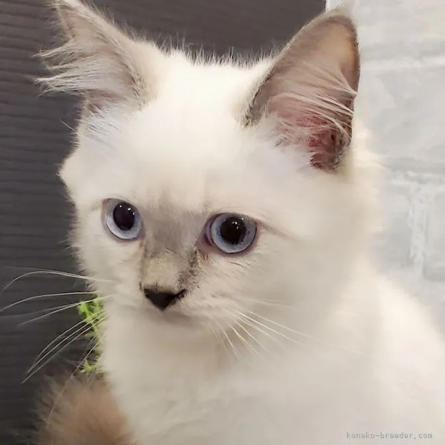 ID:2109-00589の子猫