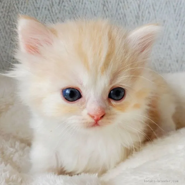 ID:2103-00722の子猫