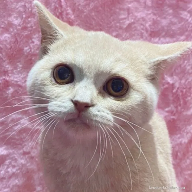 ID:2102-01081の子猫