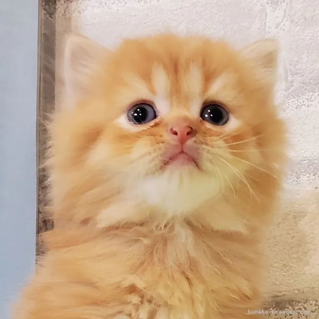ID:2109-01004の子猫