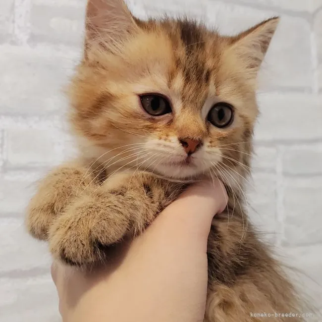 ID:2109-01784の子猫