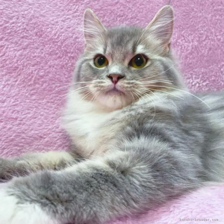 ID:2209-01284の子猫